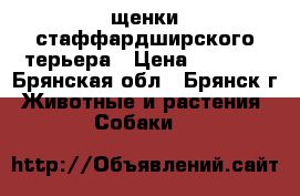 щенки стаффардширского терьера › Цена ­ 8 000 - Брянская обл., Брянск г. Животные и растения » Собаки   